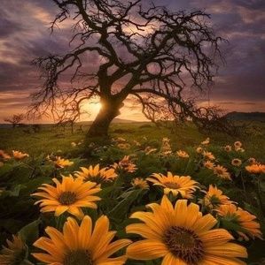 Meet your Posher, Norma